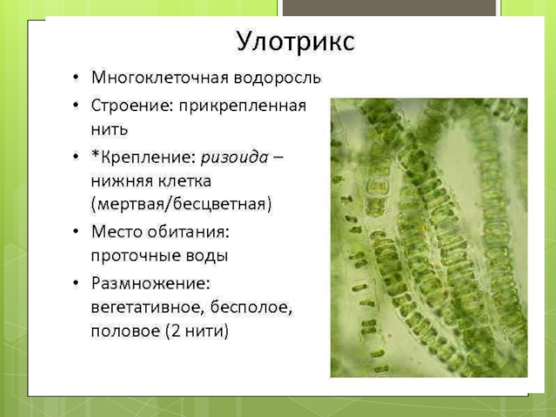 Низшие растения спирогира. Многоклеточные водоросли улотрикс. Улотрикс таллом. Нитчатые зеленые водоросли улотрикс. Строение многоклеточных зеленых водорослей.