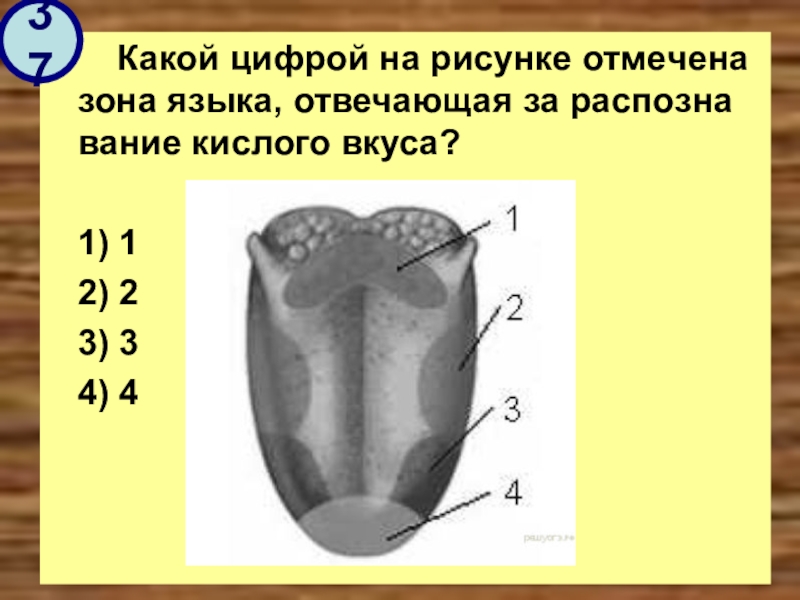 Какой цифрой на рисунке обозначена лава 5 класс