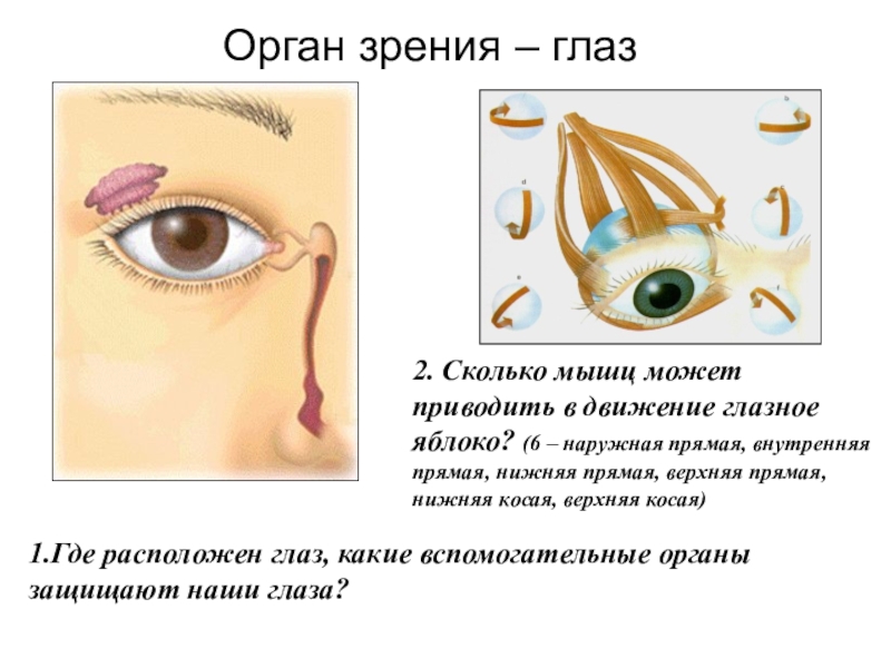 Заболевание и повреждение глаз биология 8 класс. Вспомогательные органы зрения. Глаз биология 8 класс. Передняя камера глаза. Проект по биологии глаза.