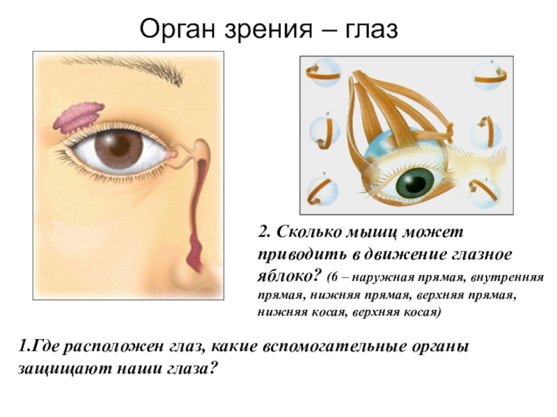 Глаз и зрение биология 8 класс презентация