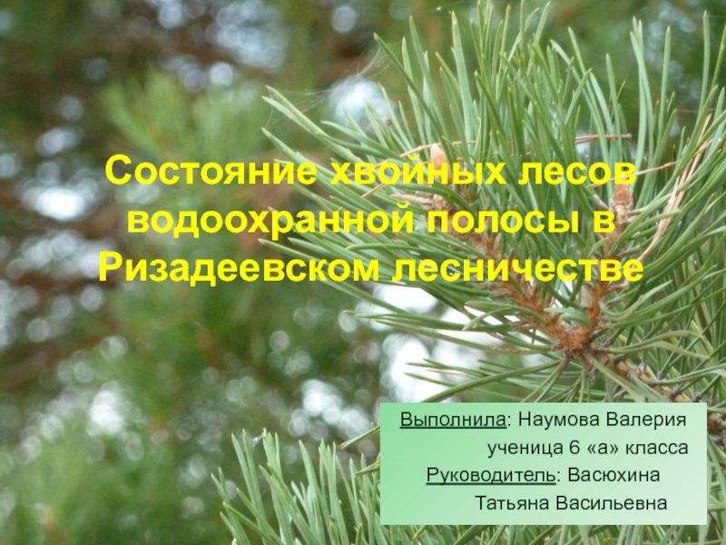 Презентация к исследовательской работе Состояние хвойных лесов водоохранной полосы в Ризадеевском лесничестве