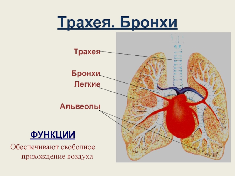 Носовая полость трахея бронхи легкие