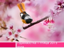 Горихвостка - птица 2015 года в России