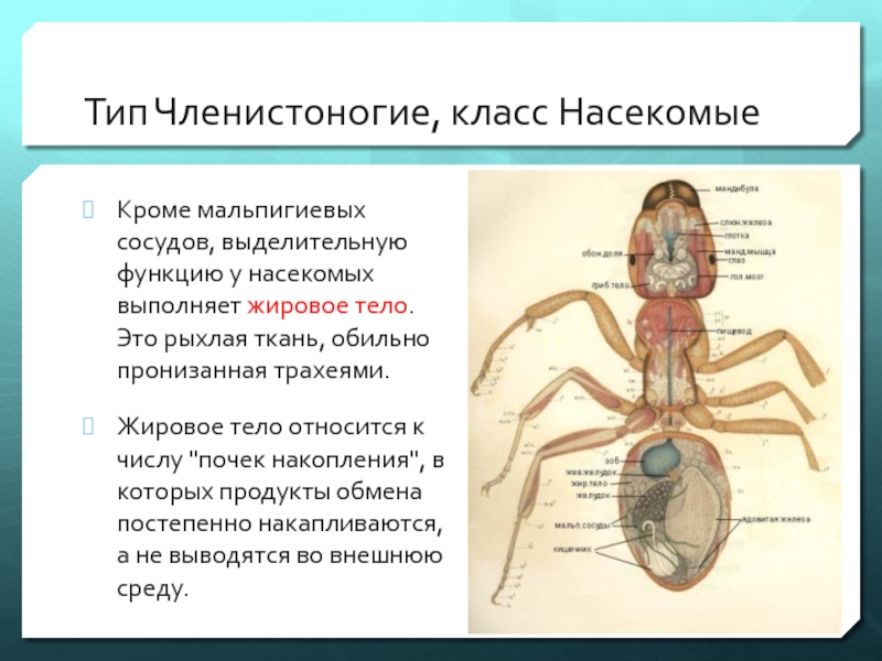 Представители какого класса имеют мальпигиевы сосуды. Мальпигиевы сосуды насекомых функции. Тип Членистоногие класс насекомые. Жировое тело насекомых. Жировое тело у членистоногих это.