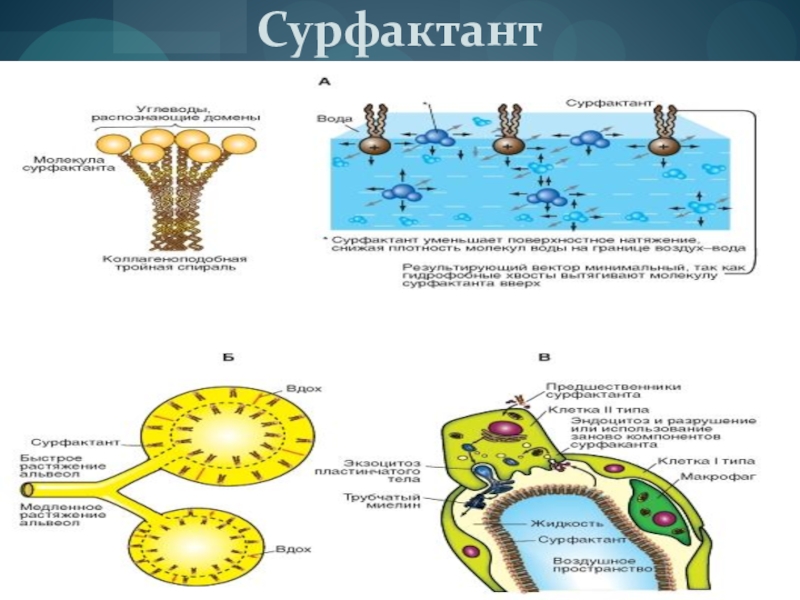 Фото сурфактант бл