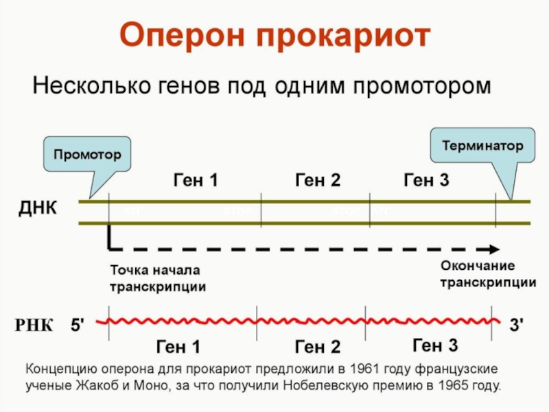 Регуляция транскрипции и трансляции в клетке и организме урок 10 класс презентация