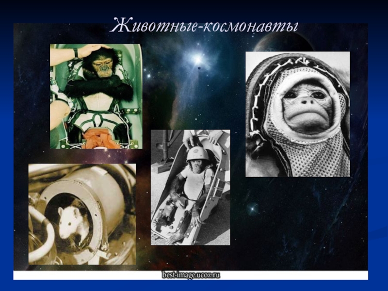 Зачем россия осваивает космос. Животные космонавты. Животные космонавты презентация. Освоение человеком космоса 1 класс. Космонавт для презентации.