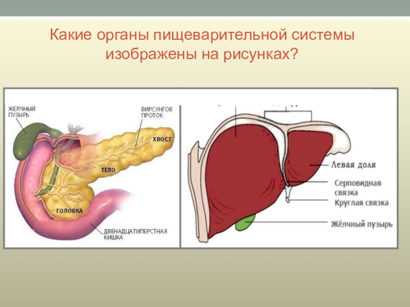 Обозначения органа. Какие органы пищеварительной системы изображены на рисунке. Главный орган системы пищеварения. Какой главный орган в системе пищеварения. Какой орган изображен на рисунке.