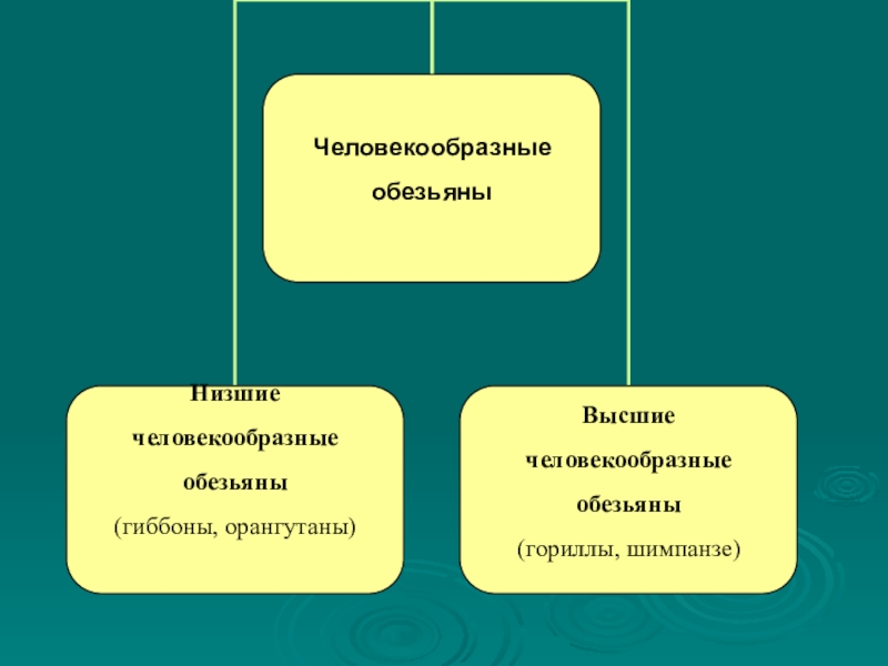 Презентация на тему приматы 7 класс биология