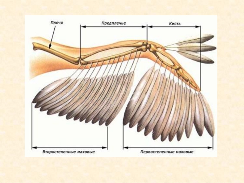 Схема строения крыла птицы