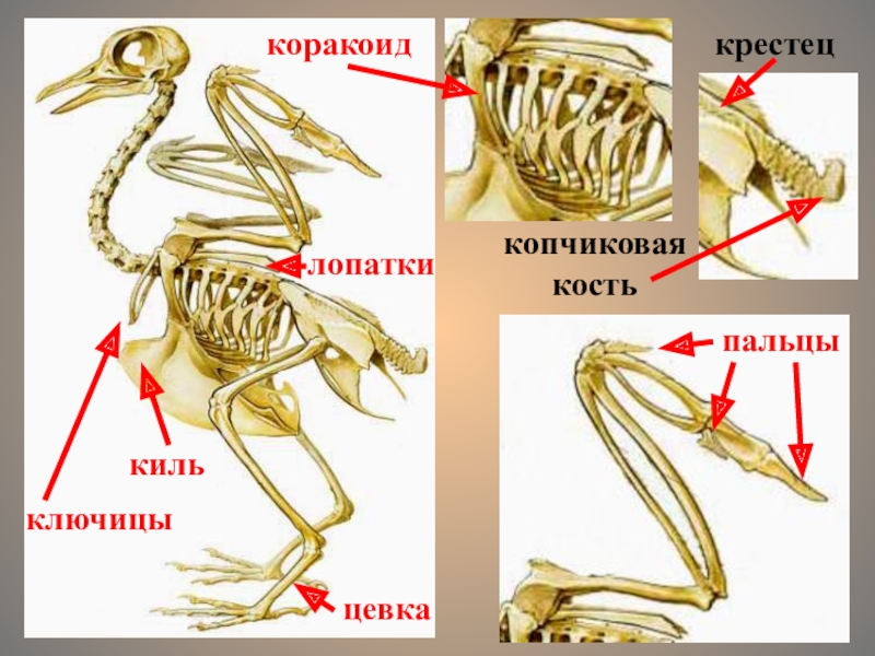 Для чего служит киль у птиц. Скелет птицы цевка. Скелет птицы киль. Коракоид у птиц. Строение костей птиц.