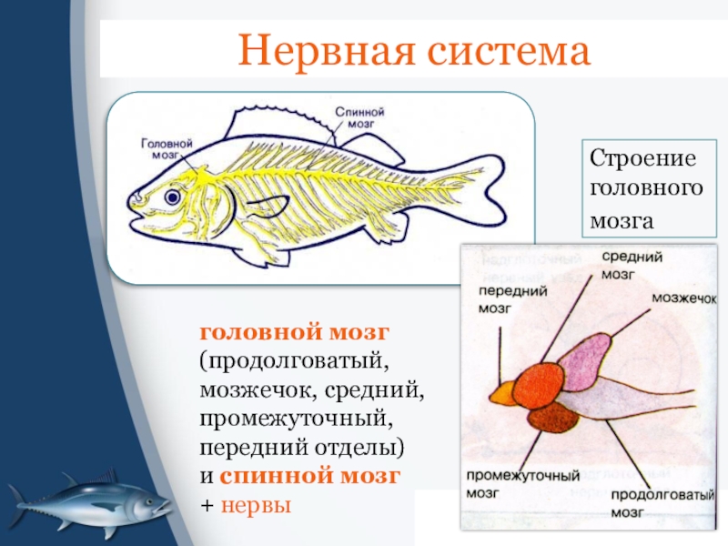 Функции отделов рыб. Нервная система костных рыб схема. Функции нервной системы костных рыб. Функции отделов головного мозга у рыб таблица. Отделы головного мозга рыбы схема.