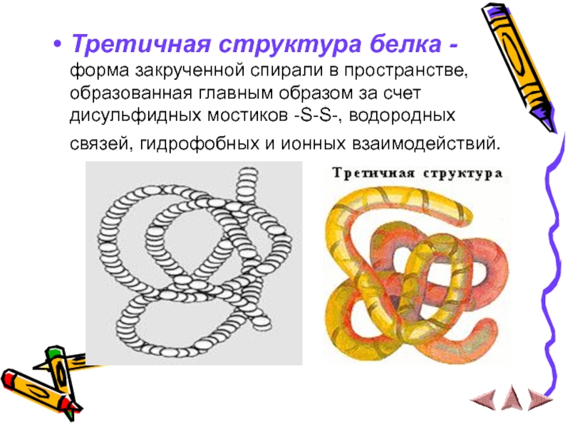 Третичная структура белка - форма закрученной спирали в пространстве, образованная главным образом за счет дисульфидных мостиков -S-S-,