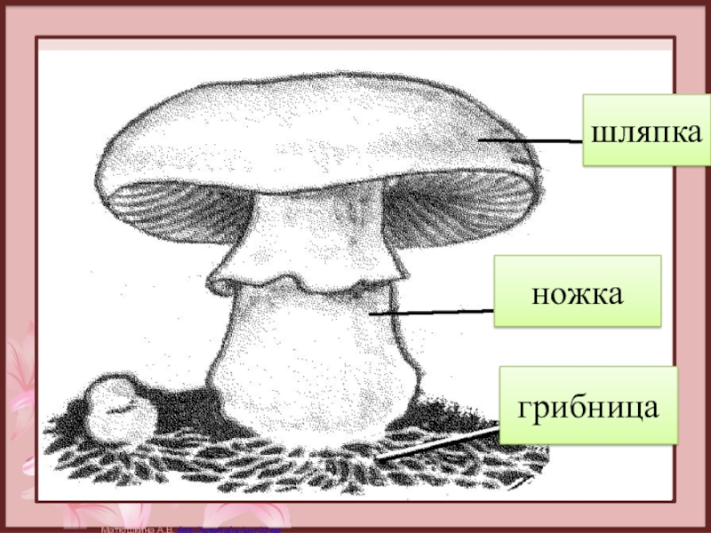 Гриб с грибницей рисунок