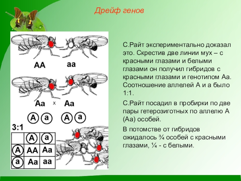 Дрейф генов презентация