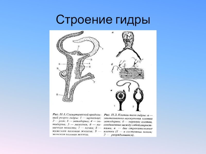 Части тела гидры рисунок 7 класс