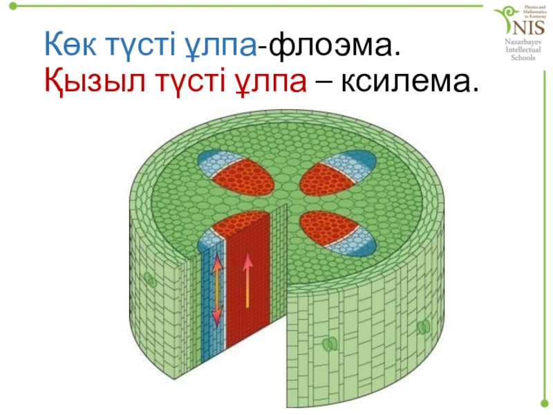 Қызыл көк. Ксилема Бердск.