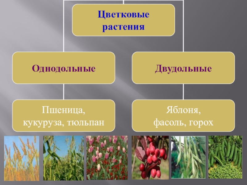 Фото однодольных и двудольных растений