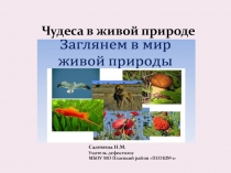 Презентация занятия Чудеса в живой природе