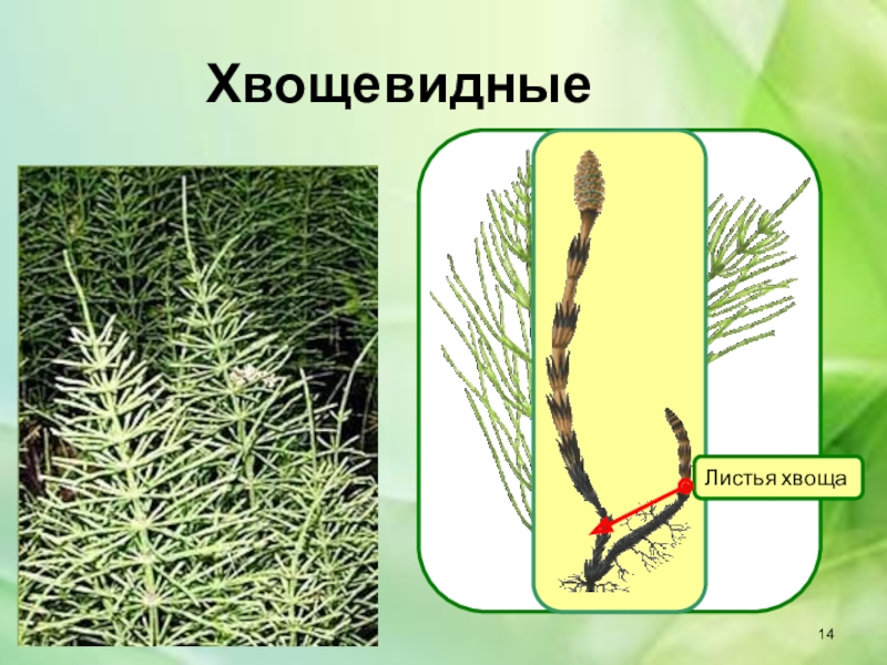 Листья хвощей. Хвощевидные Эра. Отдел Хвощевидные листья. Отряд Хвощевидные поколение. Вымершие Хвощевидные.