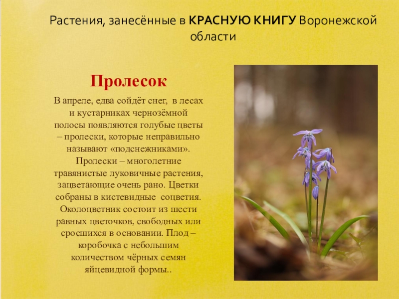 Растения Воронежской Области Фото