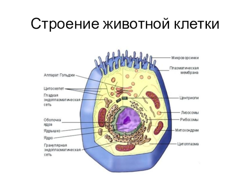 Строение клетки 11 класс биология презентация