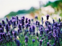 Презентация по биологии на тему Хищные птицы