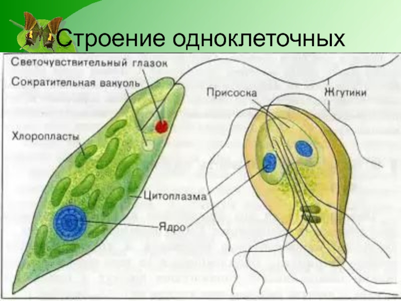 Строение одноклеточных. Строение одноклеточных организмов. Строение клетки одноклеточных. Одноклеточные строение тела.