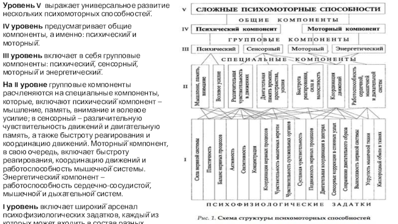 Схема структуры психомоторных способностей по в п озерову предусматривает сколько уровней