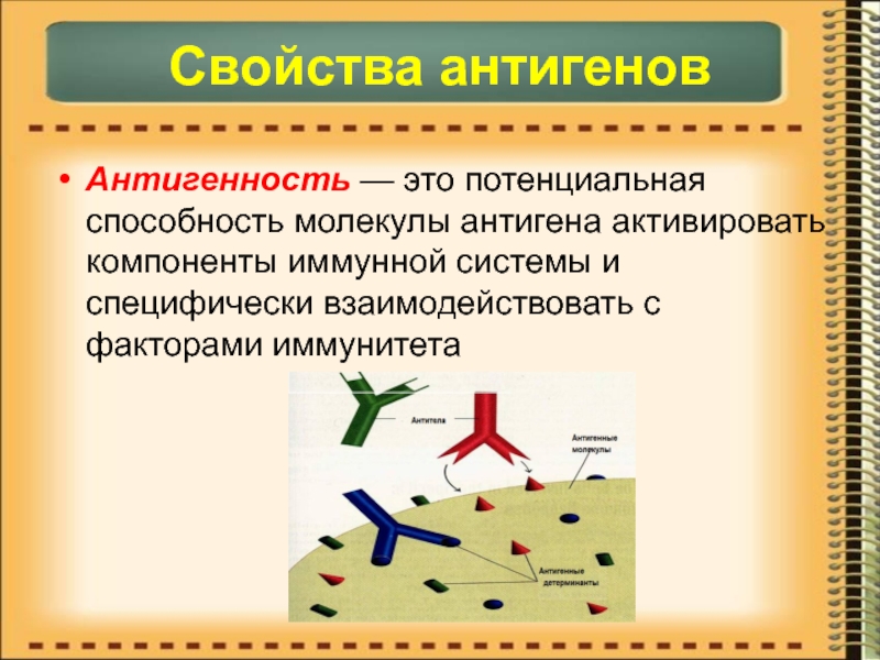 Способность молекул. Основные свойства антигенов. Строение антигена иммунология. Антигены строение свойства. Понятие об антигенах и антителах.