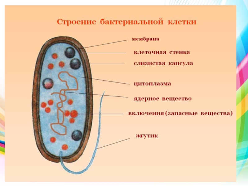 Как шла эволюция клеток бактерий