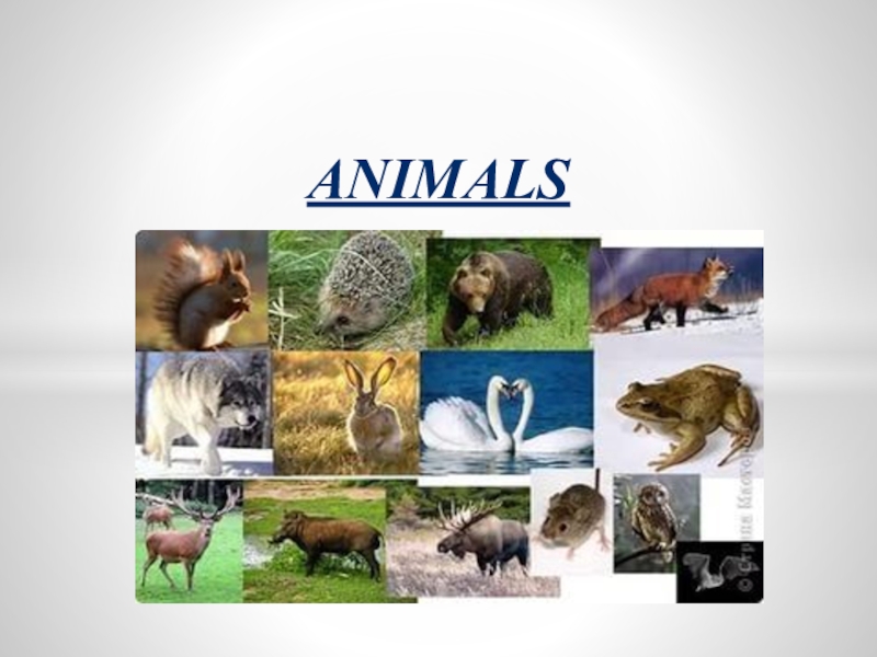 Животные 2 класс. Презентация на тему animals. Animals презентация 2 класс. Английский 2 класс презентация животные. Презентация на тему животные 2 класс fyu.