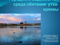 Презентация проекта: Городские водоемы как среда обитания утки-кряквы.