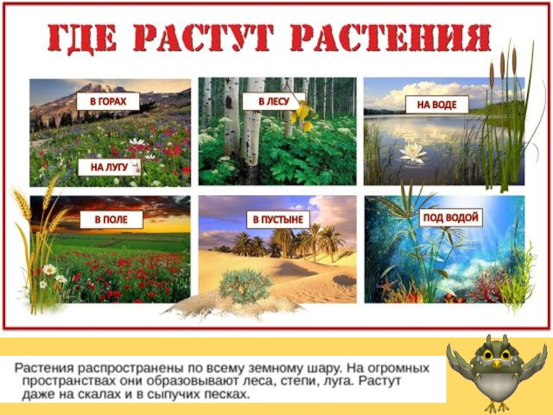 Места где растут. Где растут растения. Где можно встретить растения. Где растут цветы. Откуда растут цветы.