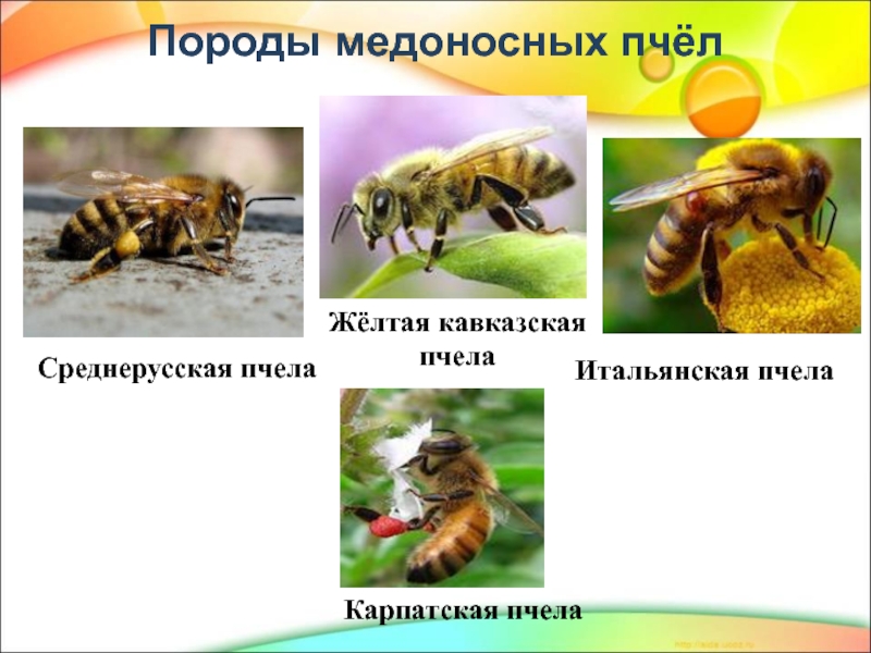 Пчела карпатка фото отличия от среднерусской