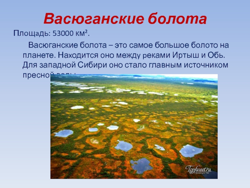 Территория болот в россии