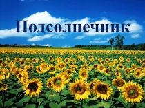 Презентация по биологии на тему Подсолнечник (6 класс)