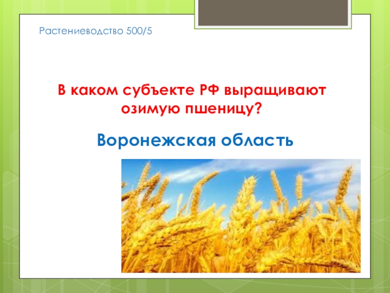 Какие зерновые культуры выращивали в россии
