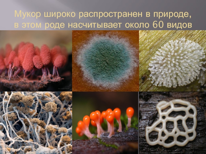 Мицелий грибов одноклеточный многоклеточный