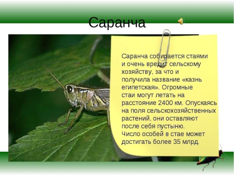 Крылья прямокрылых насекомых. Интересные факты о прямокрылых. Интересные факты о прямокрылых насекомых. Основные представители прямокрылых. Arcyptera fusca.