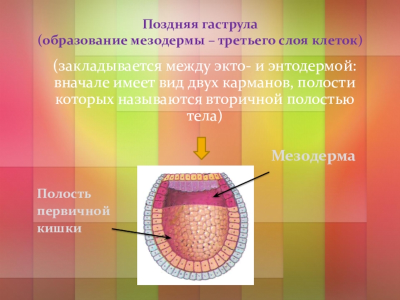 Тело из трех слоев клеток. Поздняя гаструла. Строение гаструлы. Формирование мезодермы гаструла. Строение ранней и поздней гаструлы.