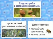 Презентация Грибы их строение и жизнедеятельность