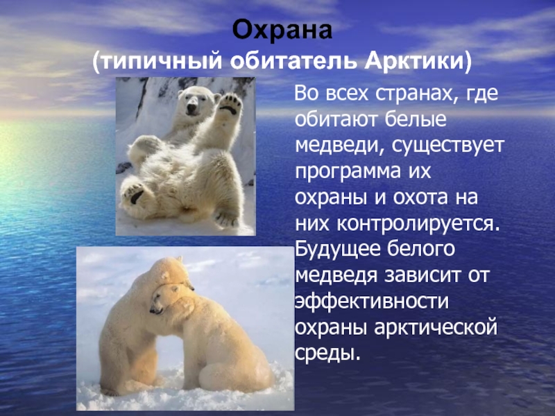 Тест арктические пустыни 4 класс окружающий мир. Защита природы Арктики. Охрана Арктики. Охрана животных белый медведь. Охрана природы Арктики 4 класс.