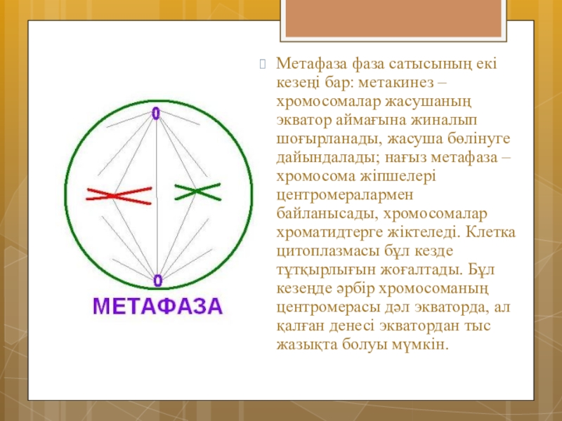 Метафаза это. Фазы метафаза. Метафаза дегеніміз не. Метакинез характеризуется. За метафазой идет.