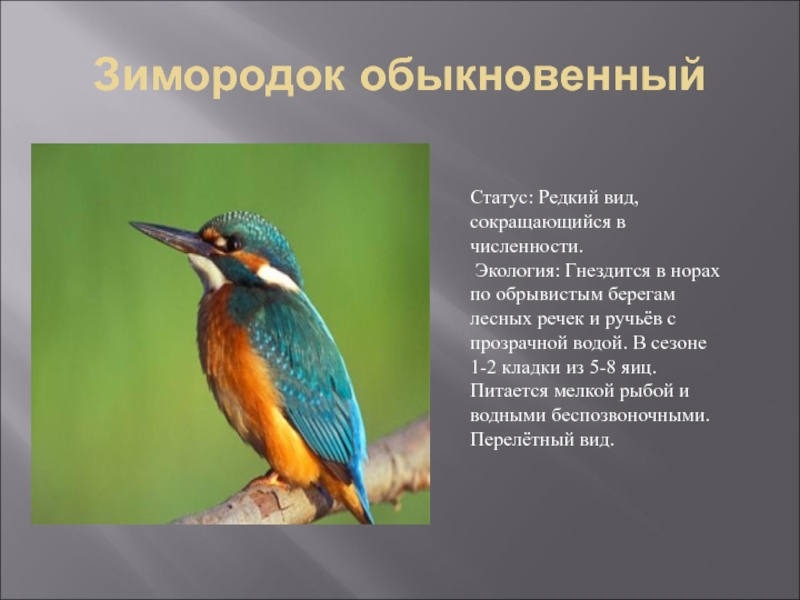 Вид обыкновенный. Редкие птицы Тверской области. Зимородок описание. Редкие птицы России презентация. Презентация птицы Тверского края.