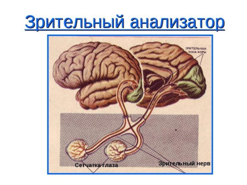 Презентация по анализаторам