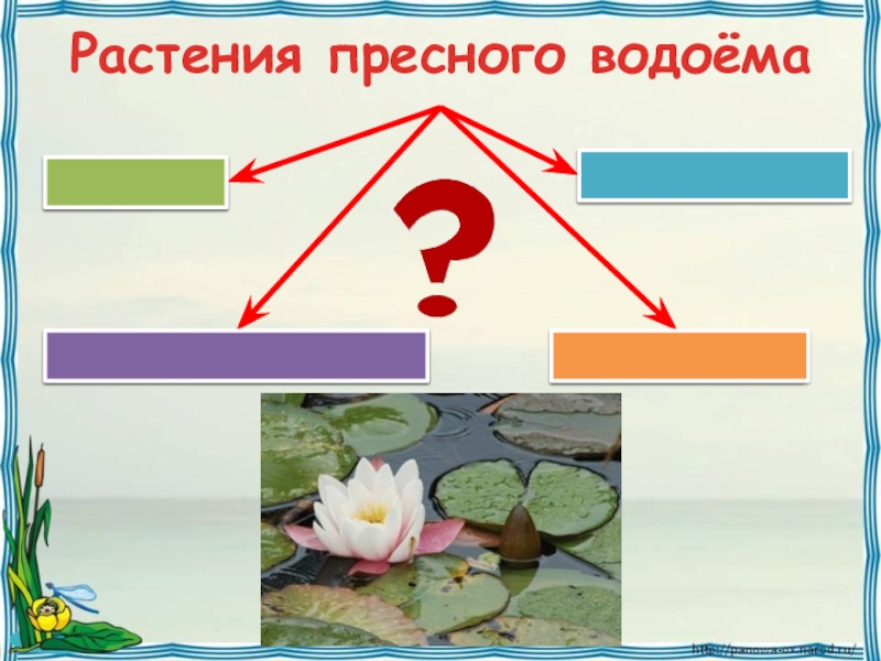 Проект на тему жизнь в пресных водах 4 класс по окружающему миру