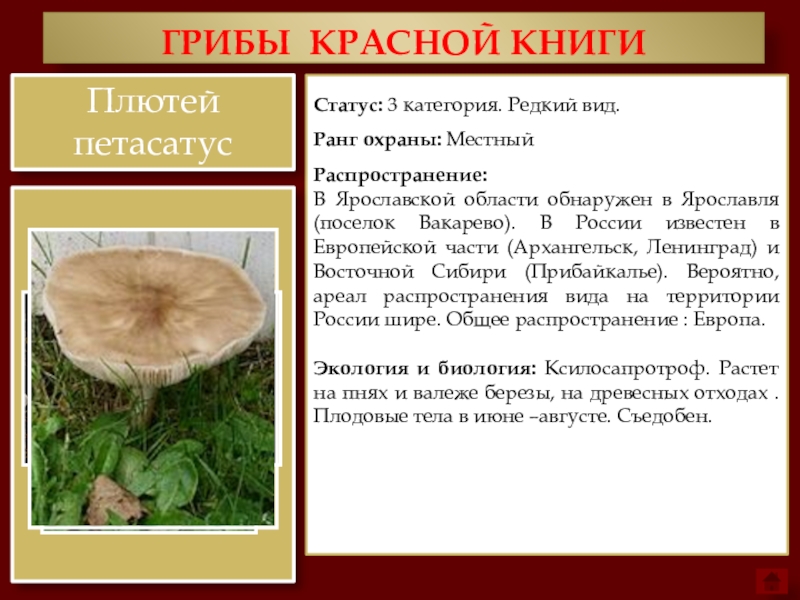 Какие грибы в красной книге россии фото