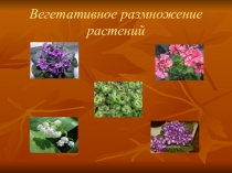 Презентация по биологии на теме Вегетативное размножение растений (6 класс)
