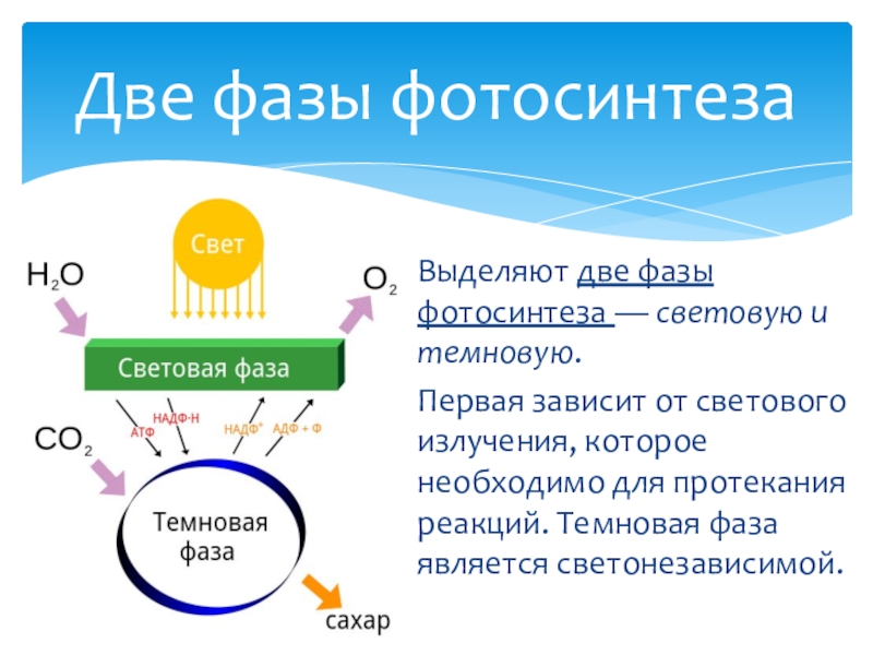 Световая и темновая фаза фотосинтеза